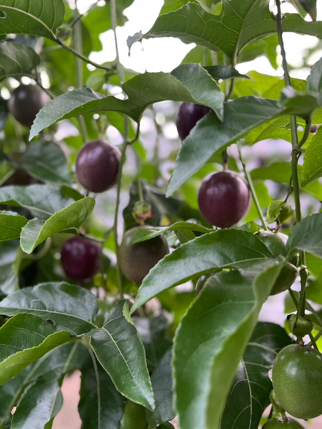 リリコイバター 180g